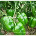 MSP14 Daguo high yield hybrid bell pepper seeds, sweet pepper seeds for sale